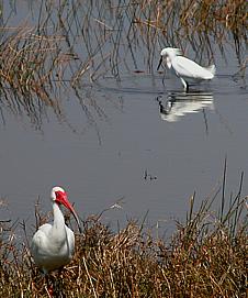 White Ibis and Snowy Egret