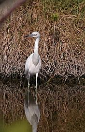 White Heron