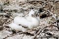 Nazca Booby chick