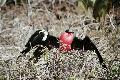Female and Male Great Frigate Birds