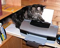Cat on printer