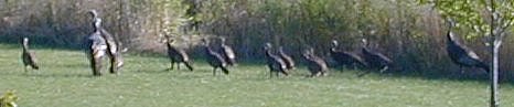 Wild turkeys