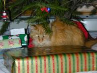 Thumbnail of MATINICUS under the tree
