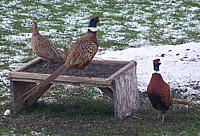 Thumbnail 3 pheasants